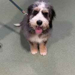 Small fluffy black, white, and tan dog on a leash, sitting on a green floor with tongue out.