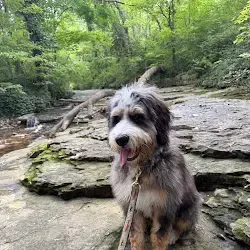 Scruffy dog sitting on a rocky trail in a lush green forest, tongue out and looking at the camera