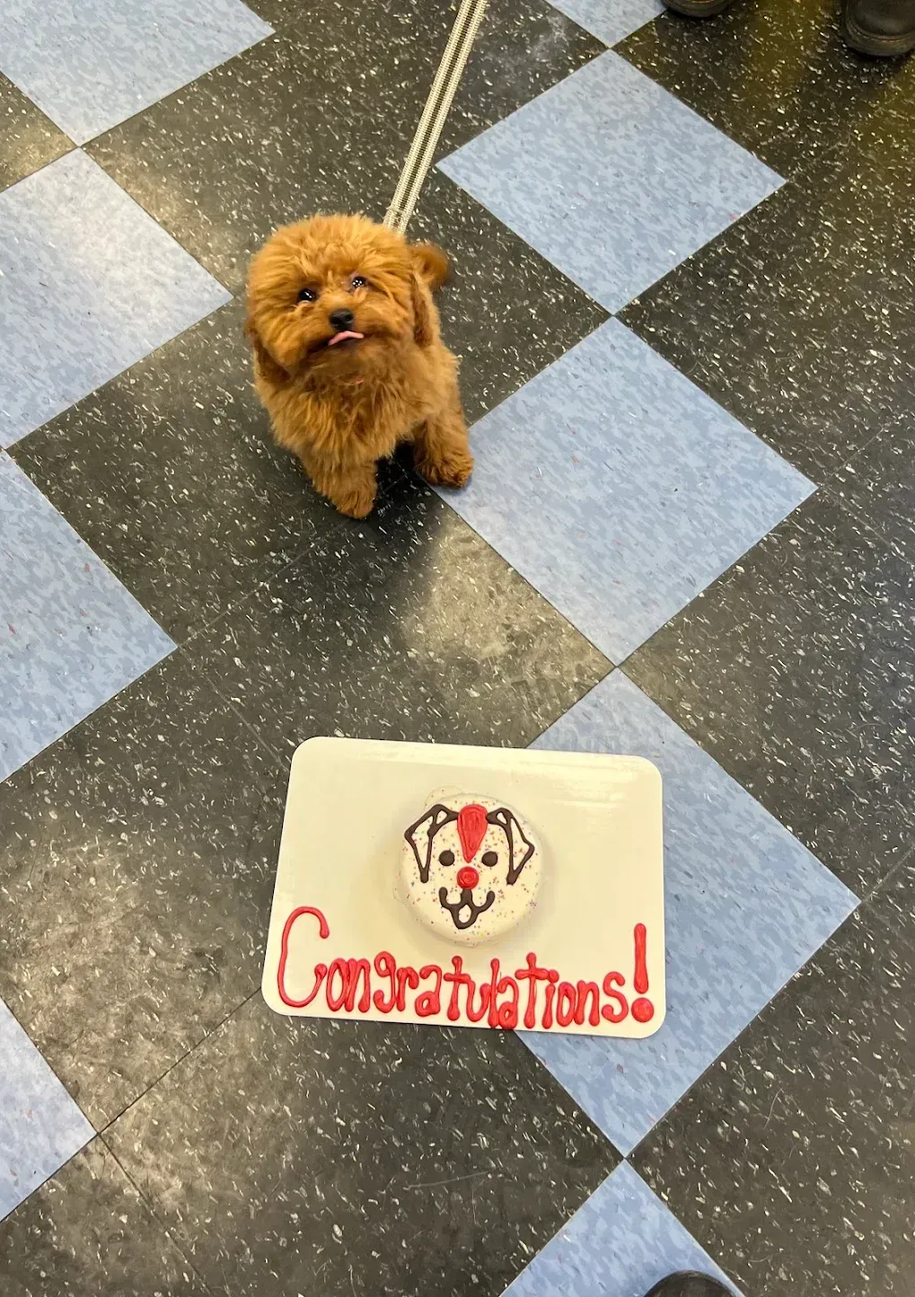 Brown dog with tongue out, looking at a cake that says