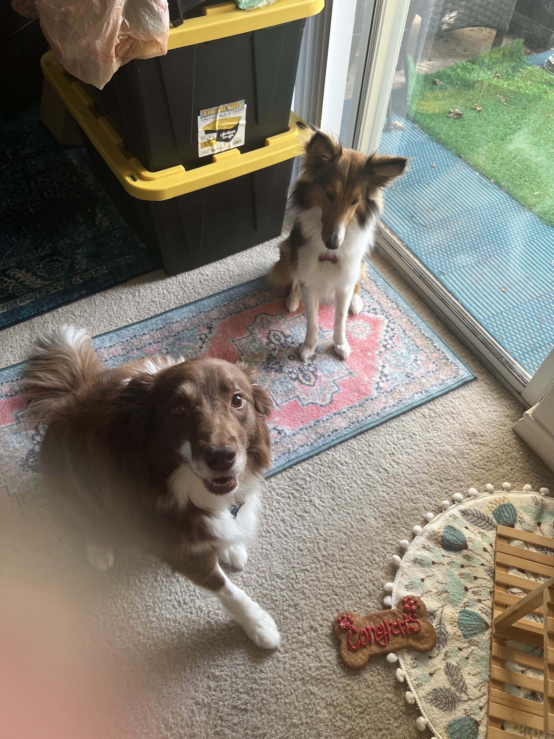 Two dogs indoors, one brown and one brown/white, on a rug, near a window and storage bins.