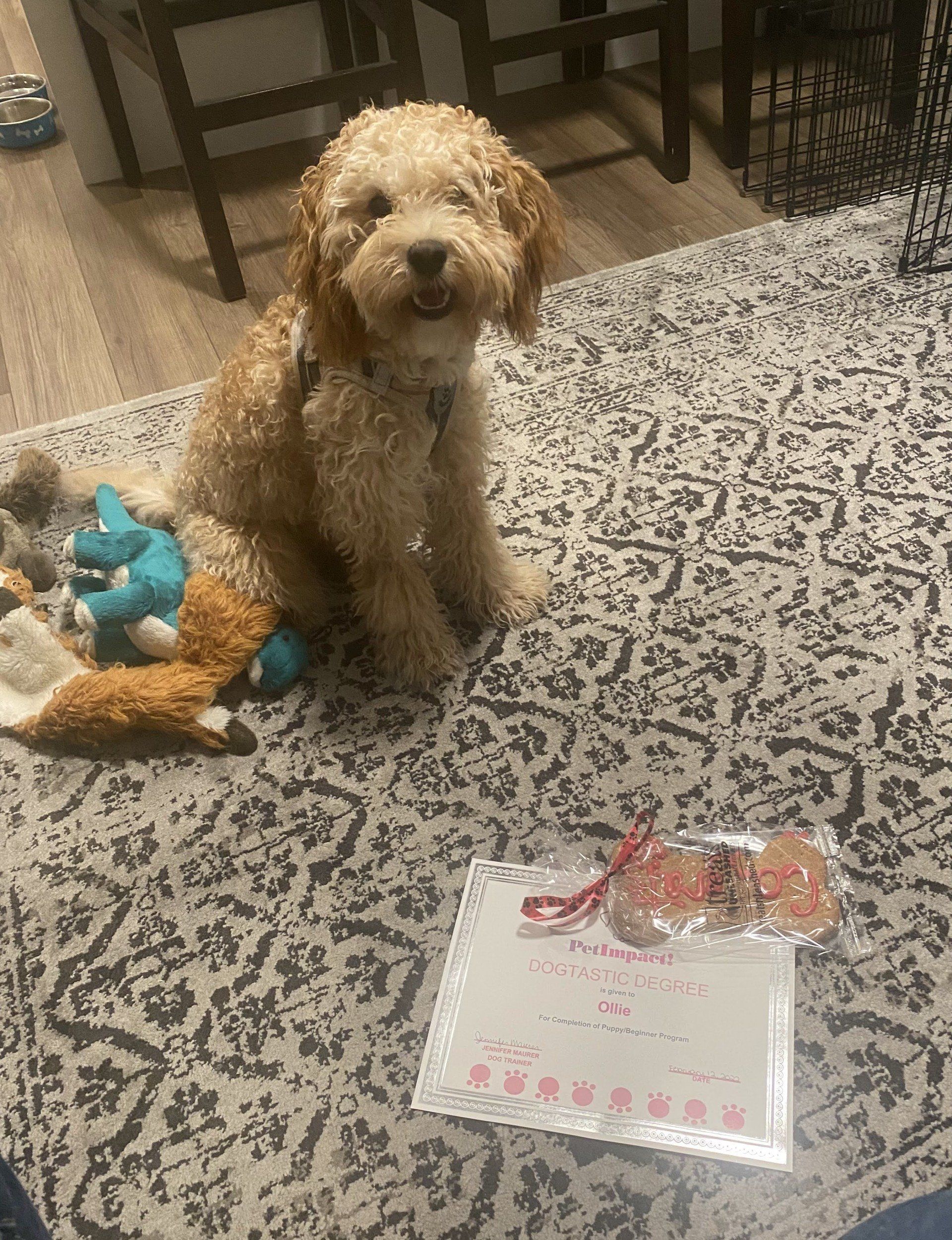Golden doodle puppy sitting by a rug with a gift bag and certificate, smiling.