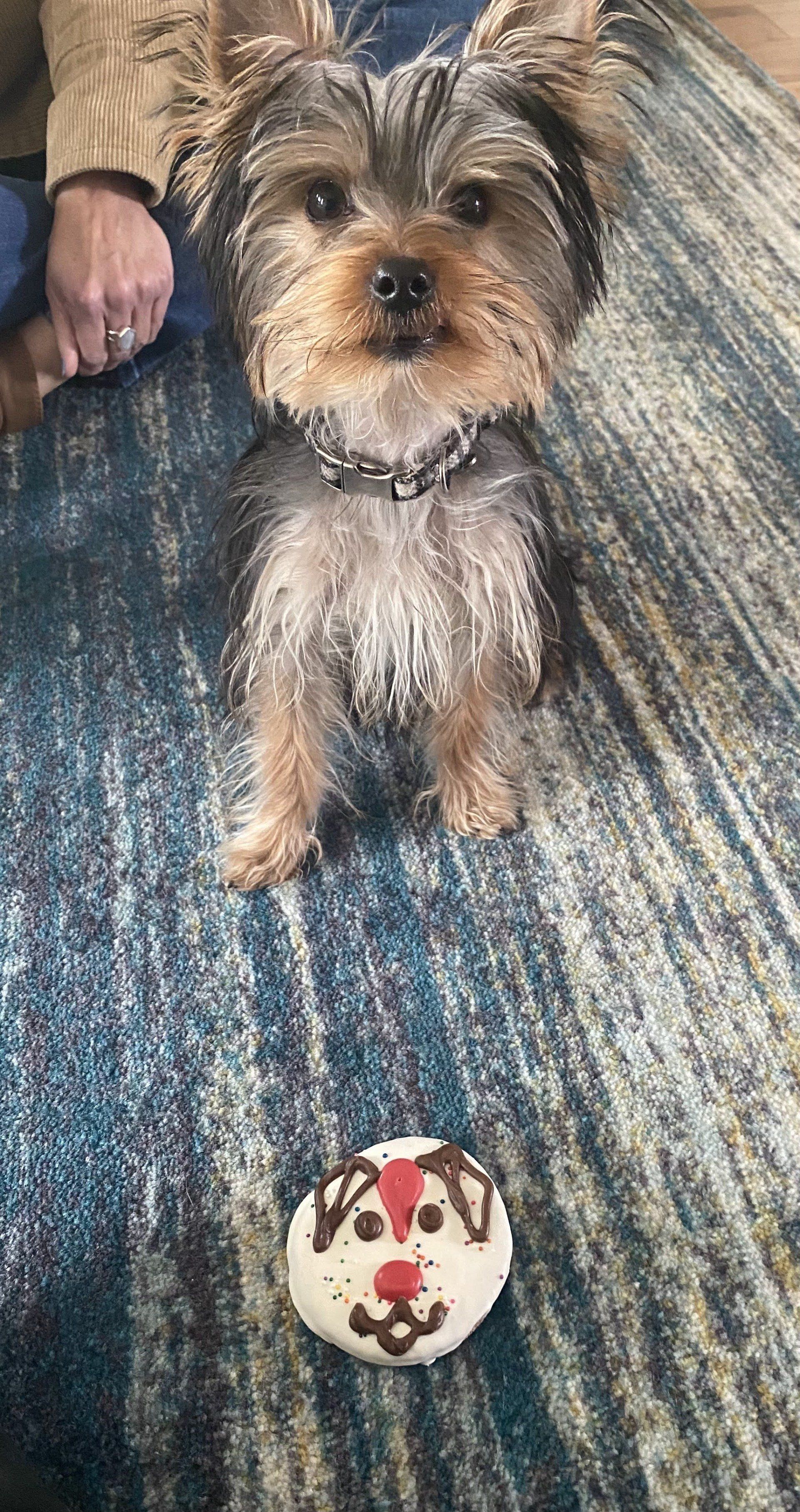 Yorkshire Terrier sits in front of a dog treat decorated like a reindeer on a blue patterned rug.