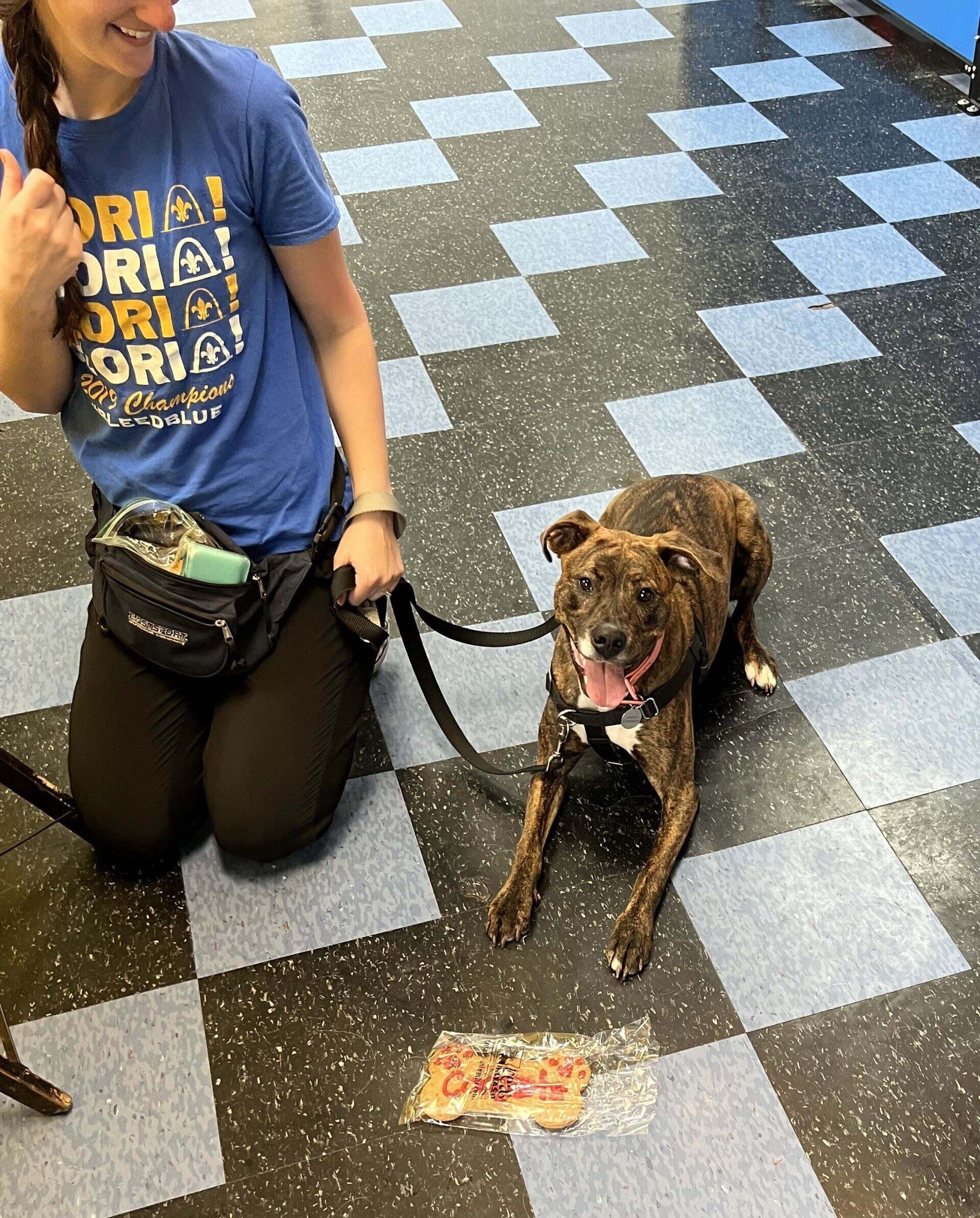 Person kneeling with a brindle dog on a leash; dog is lying down with a treat in front. Checkered floor.
