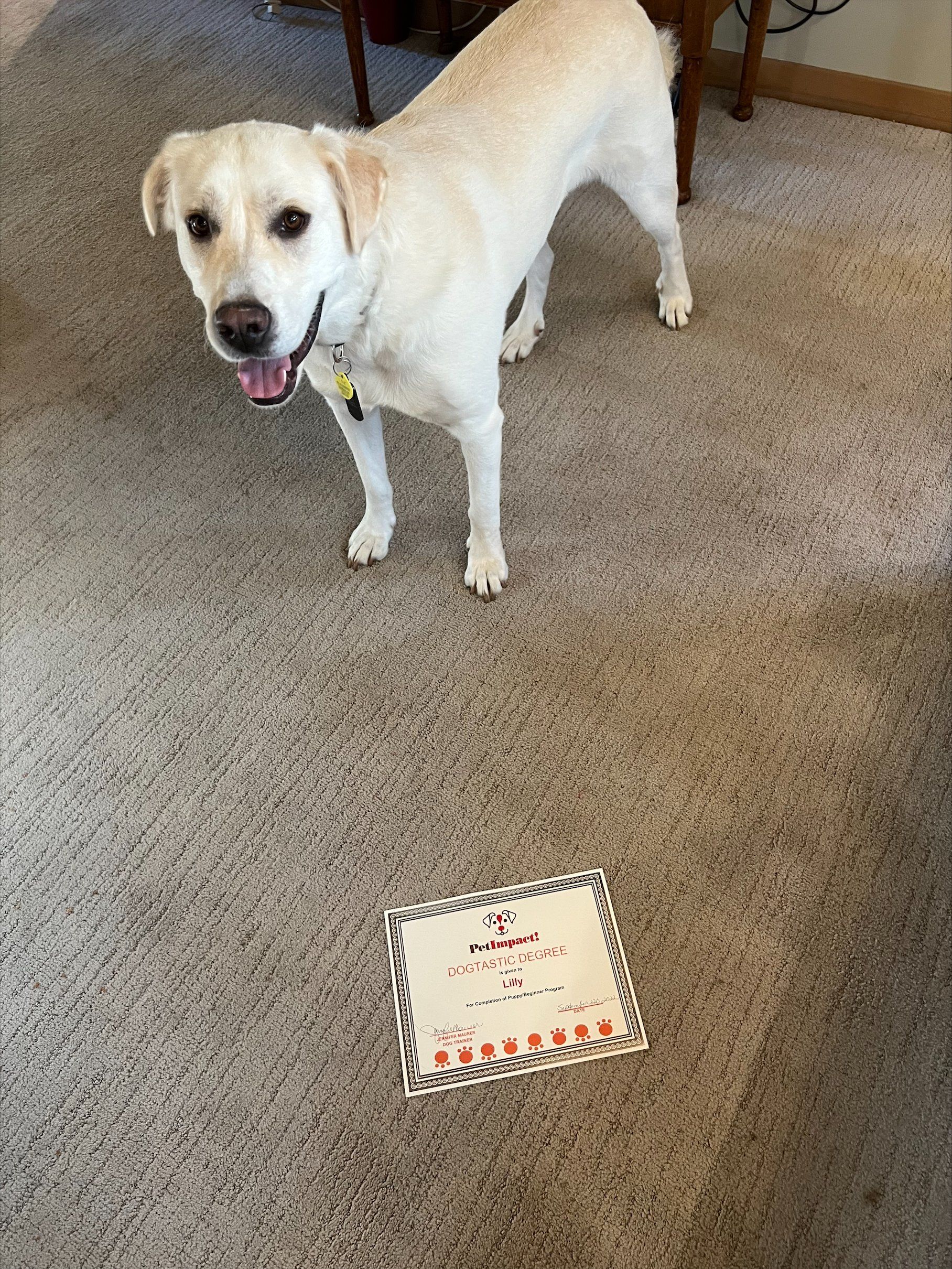 Yellow dog stands near a card on a carpet, smiling with mouth open.