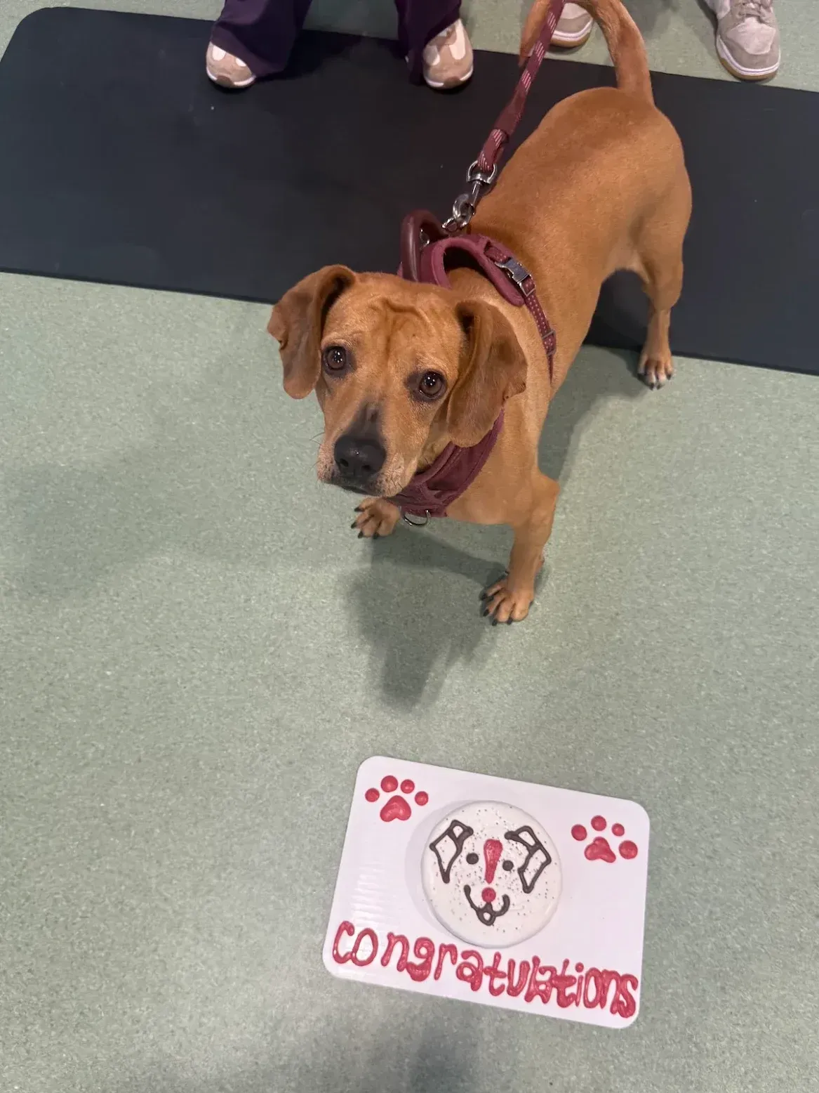 Woman and dog at a store. Woman holds certificate and treat bag, smiling. Dog stands at her feet, wearing a harness.