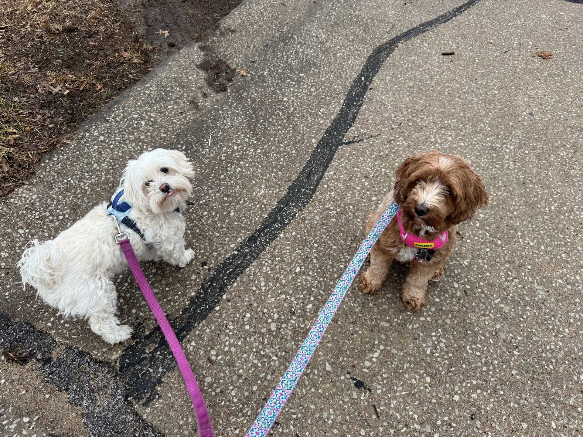 A white dog and a brown, curly-haired puppy sit on a paved path, each wearing a harness and attached to a colorful leash. A white dog and a brown, curly-haired puppy sit on a paved path, each wearing a harness and attached to a colorful leash.