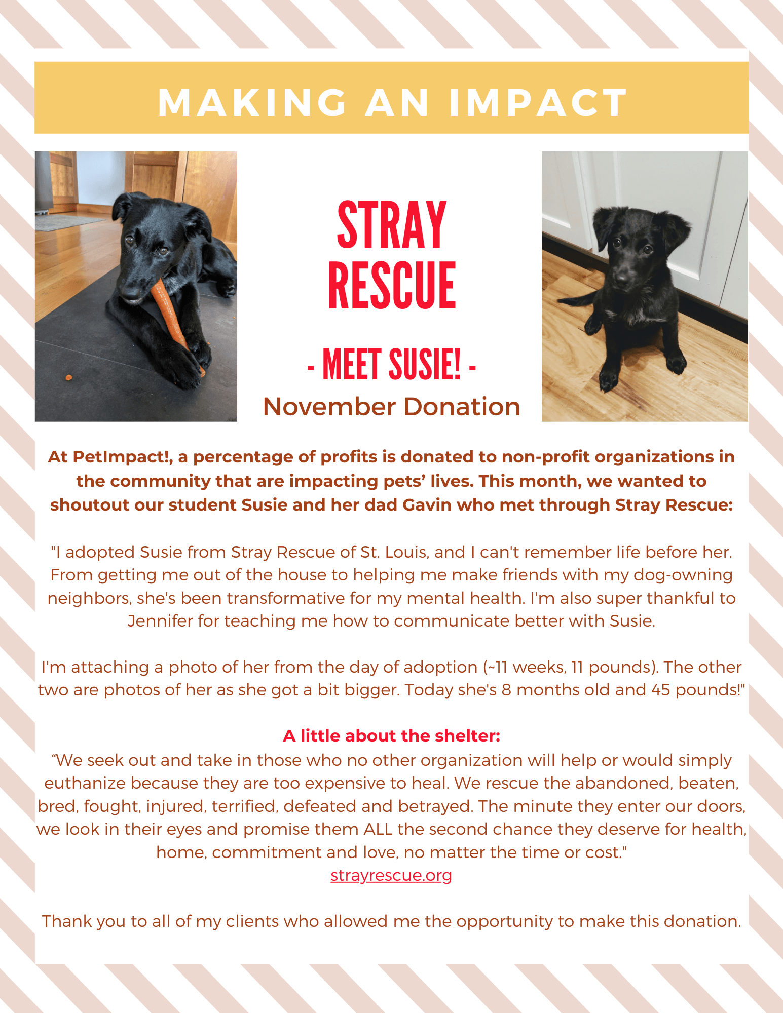 Poster for Stray Rescue, featuring photos of a black dog named Susie.  Text discusses donations and thanks supporters.