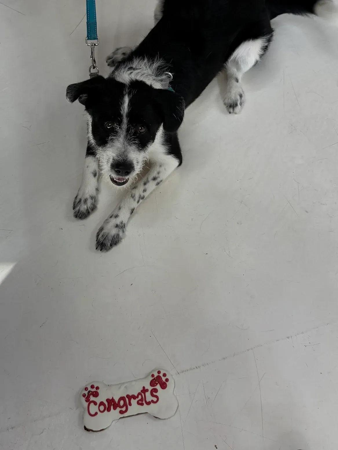 Woman and dog at a store. Woman holds certificate and treat bag, smiling. Dog stands at her feet, wearing a harness.