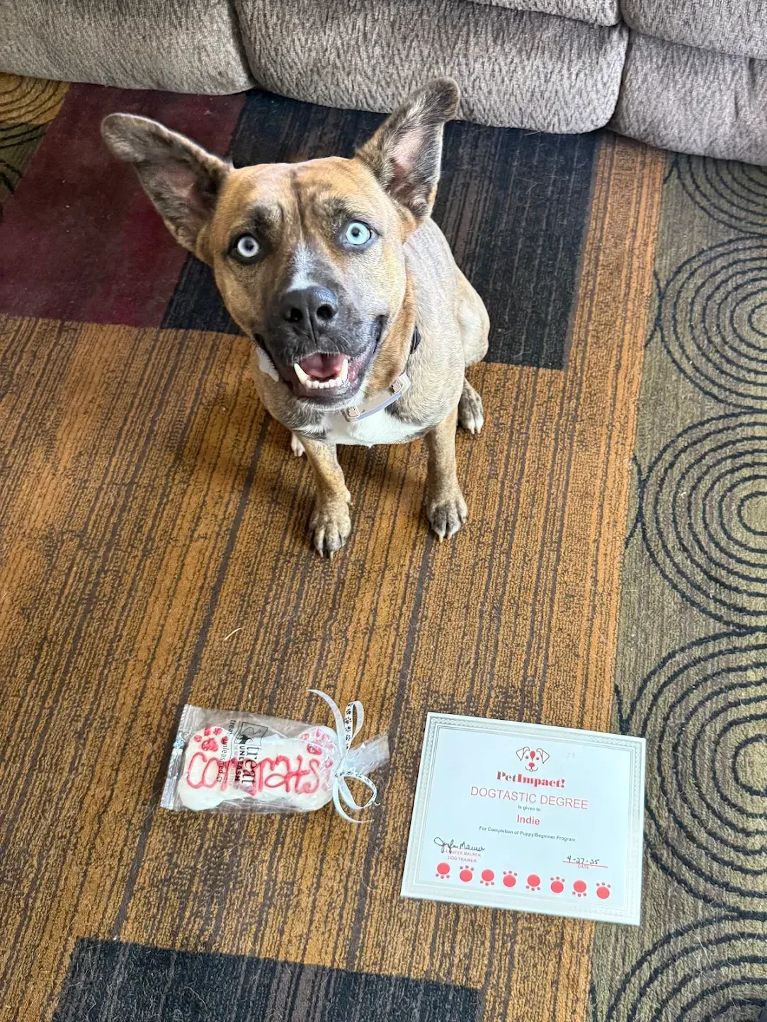 Dog with blue eyes smiles at camera, beside a dog treat and certificate on a rug.