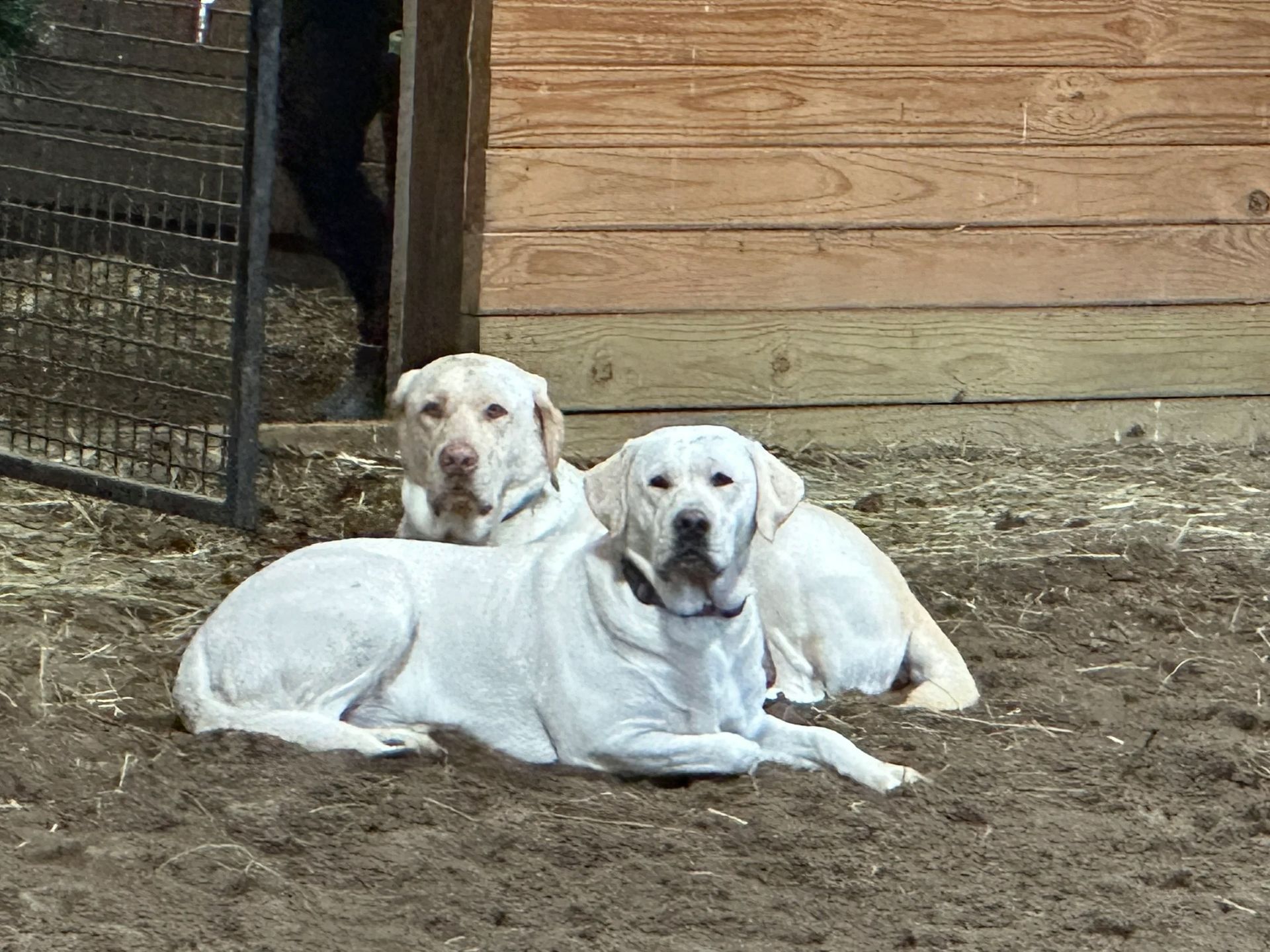 Two light-colored Labrador retrievers lying on dirt ground in front of a wooden structure. Two light-colored Labrador retrievers lying on dirt ground in front of a wooden structure.