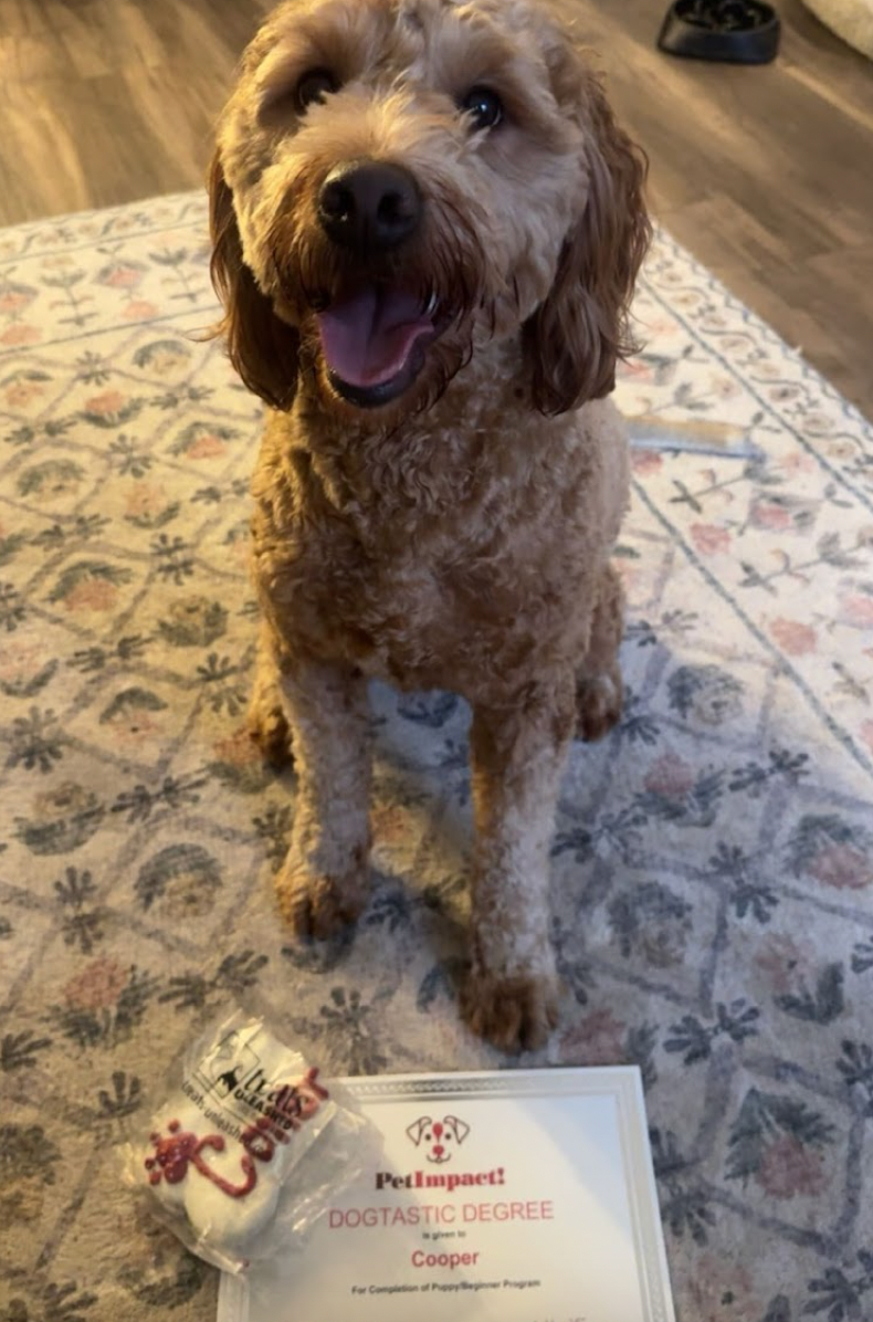 Happy brown Goldendoodle sits proudly with a