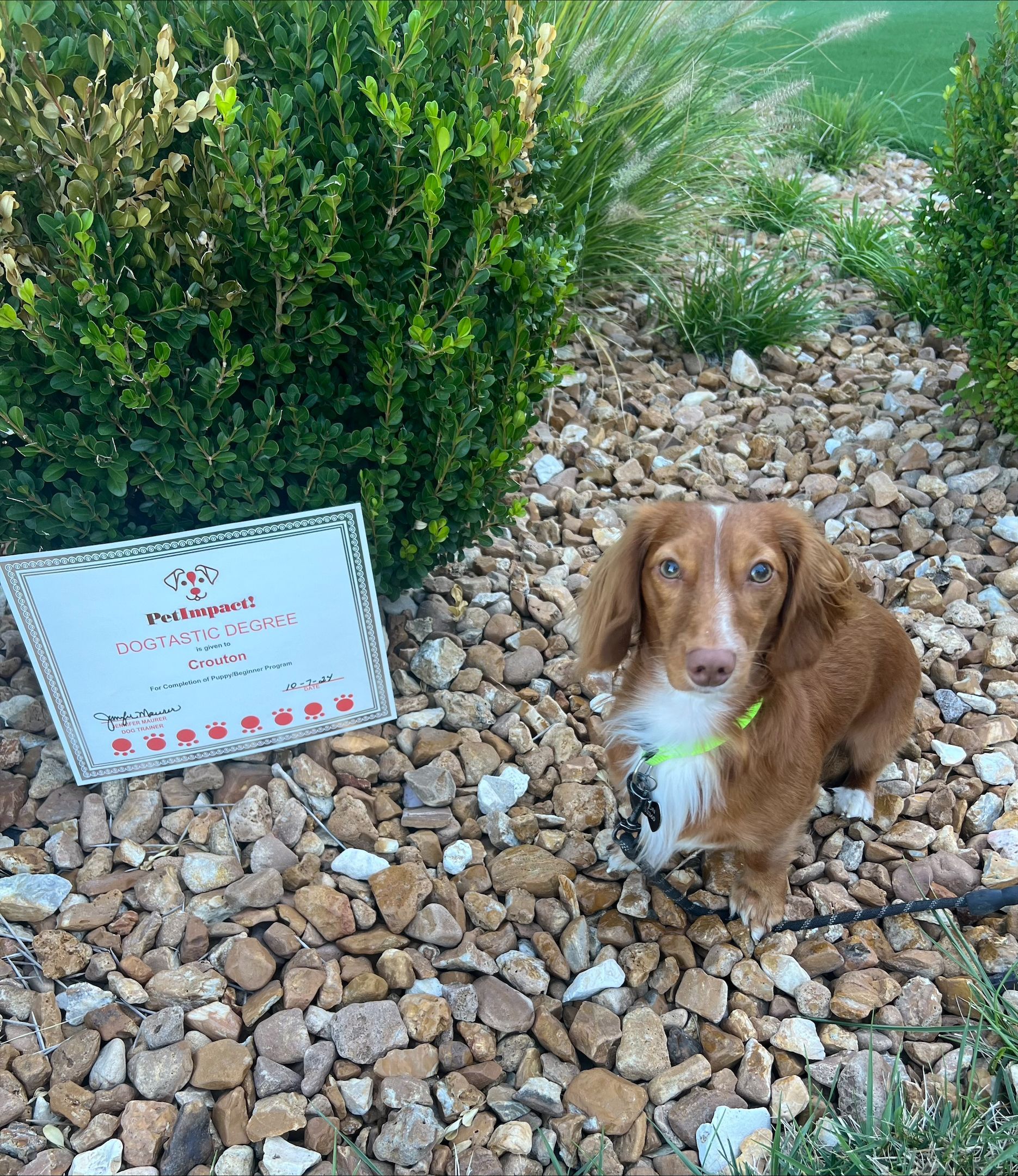 A brown and white dog is sitting on a pile of rocks next to a sign.