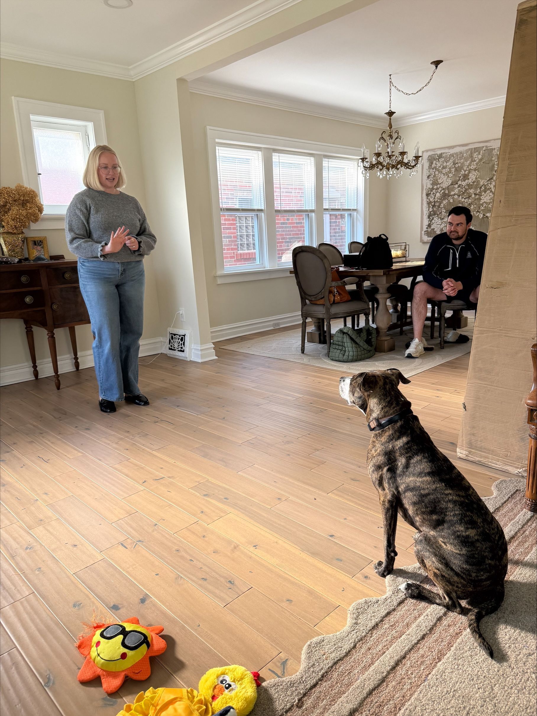 Two dogs in a sunlit living room while two people stand and sit nearby
