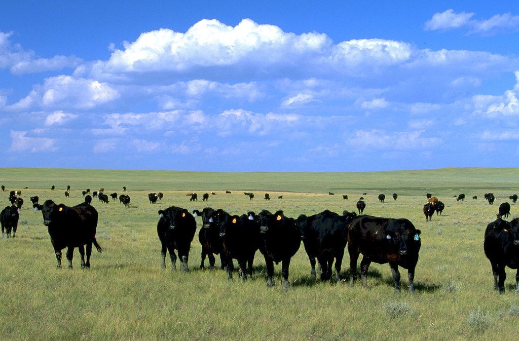 cattle security camera systems