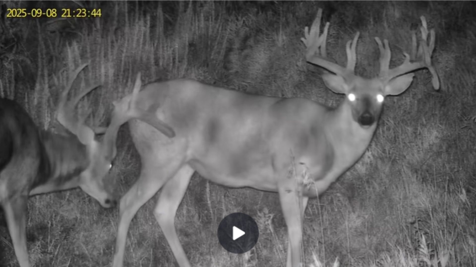 night vision deer cameras