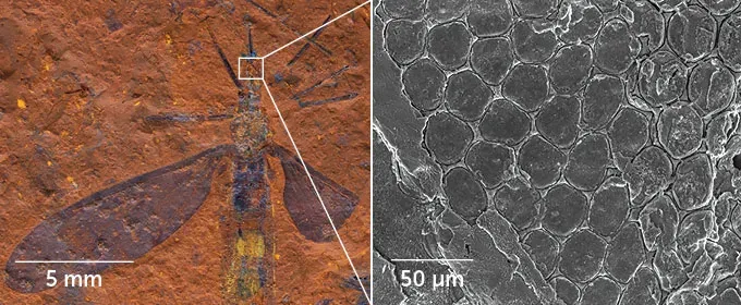 A picture of a fossil of a crane fly and a picture of a ommatidia under an electronic microscope.