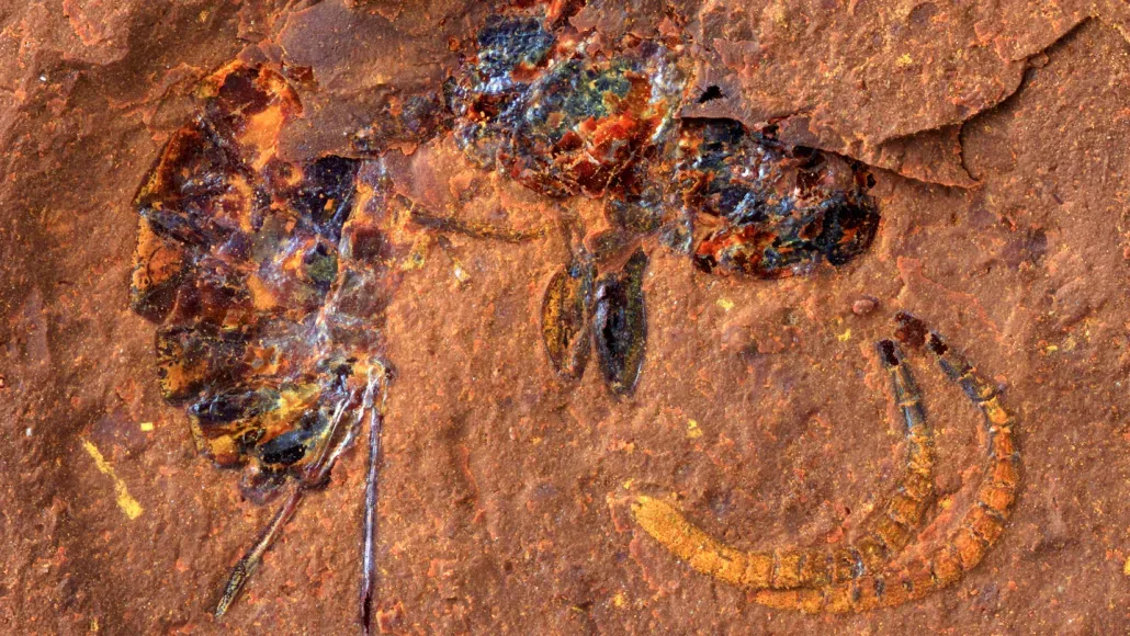 A close up of a fossil of a parasitoid wasp from miocene in a goethite mineral
