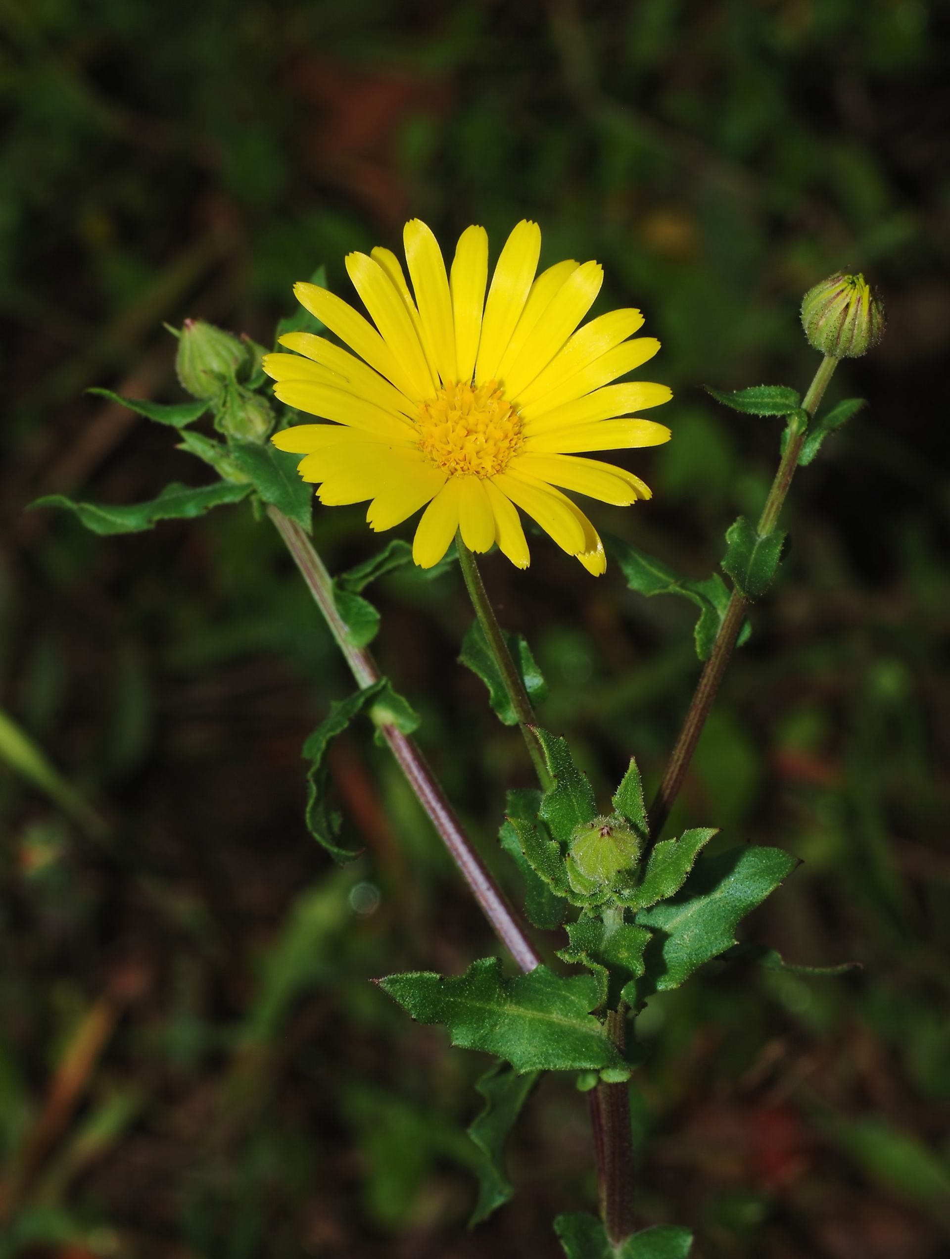 A close up of a yellow flower with green leaves. Calendula arvensis.