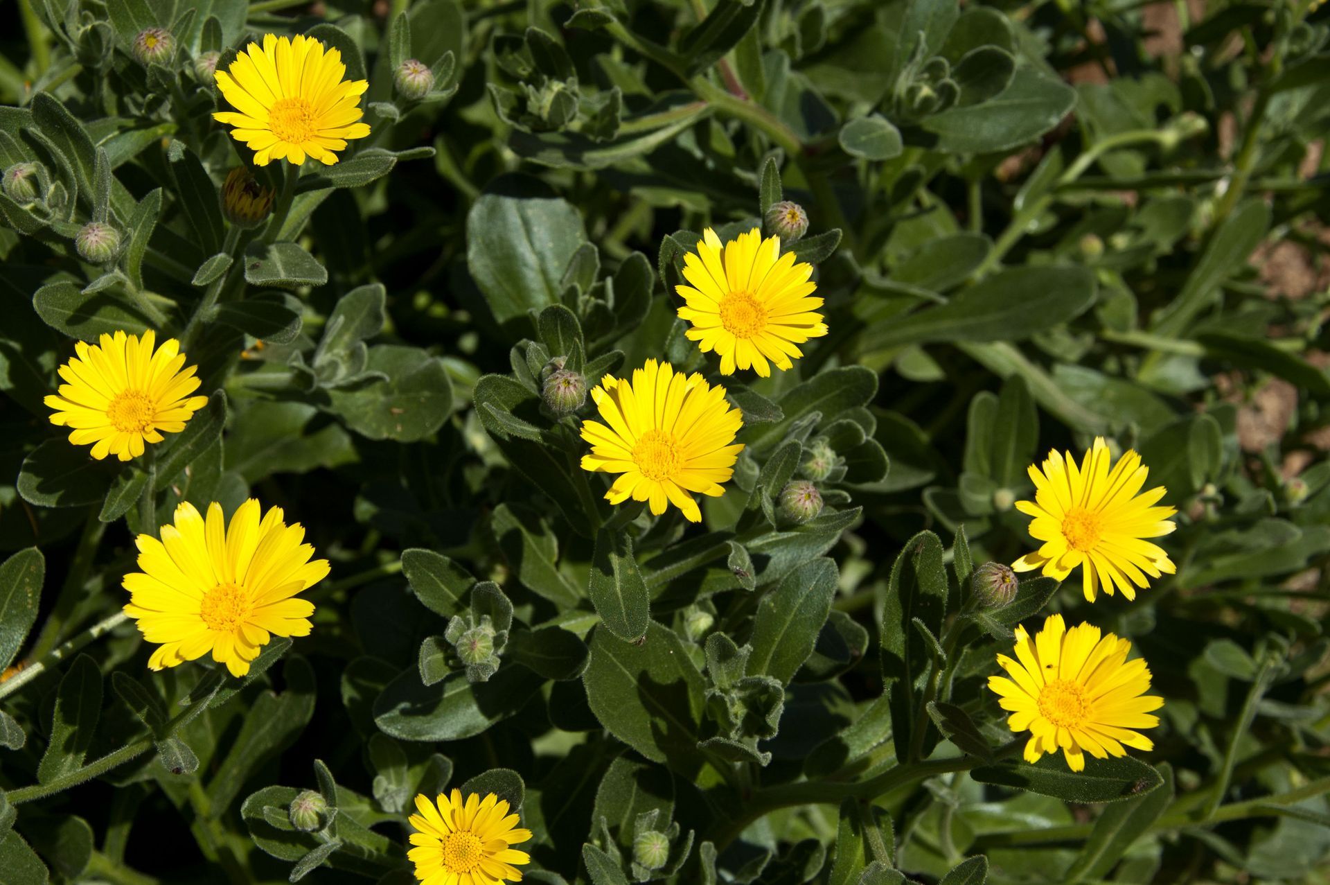 A bunch of yellow flowers are growing in the grass. Calendula maritima.