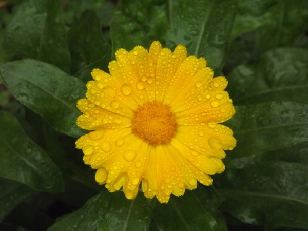 A close up of a yellow flower with water drops on it. Calendula officinalis