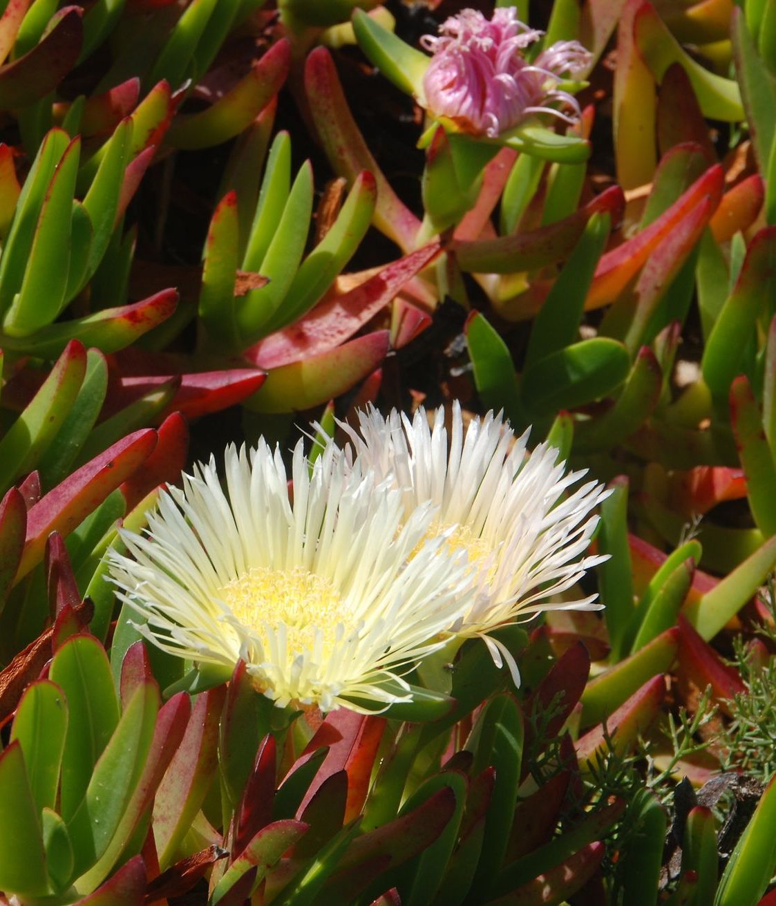 Carpobrotus edulis
