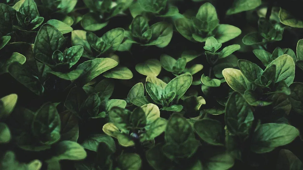 A close up of a bunch of leaves on a oregano plant.