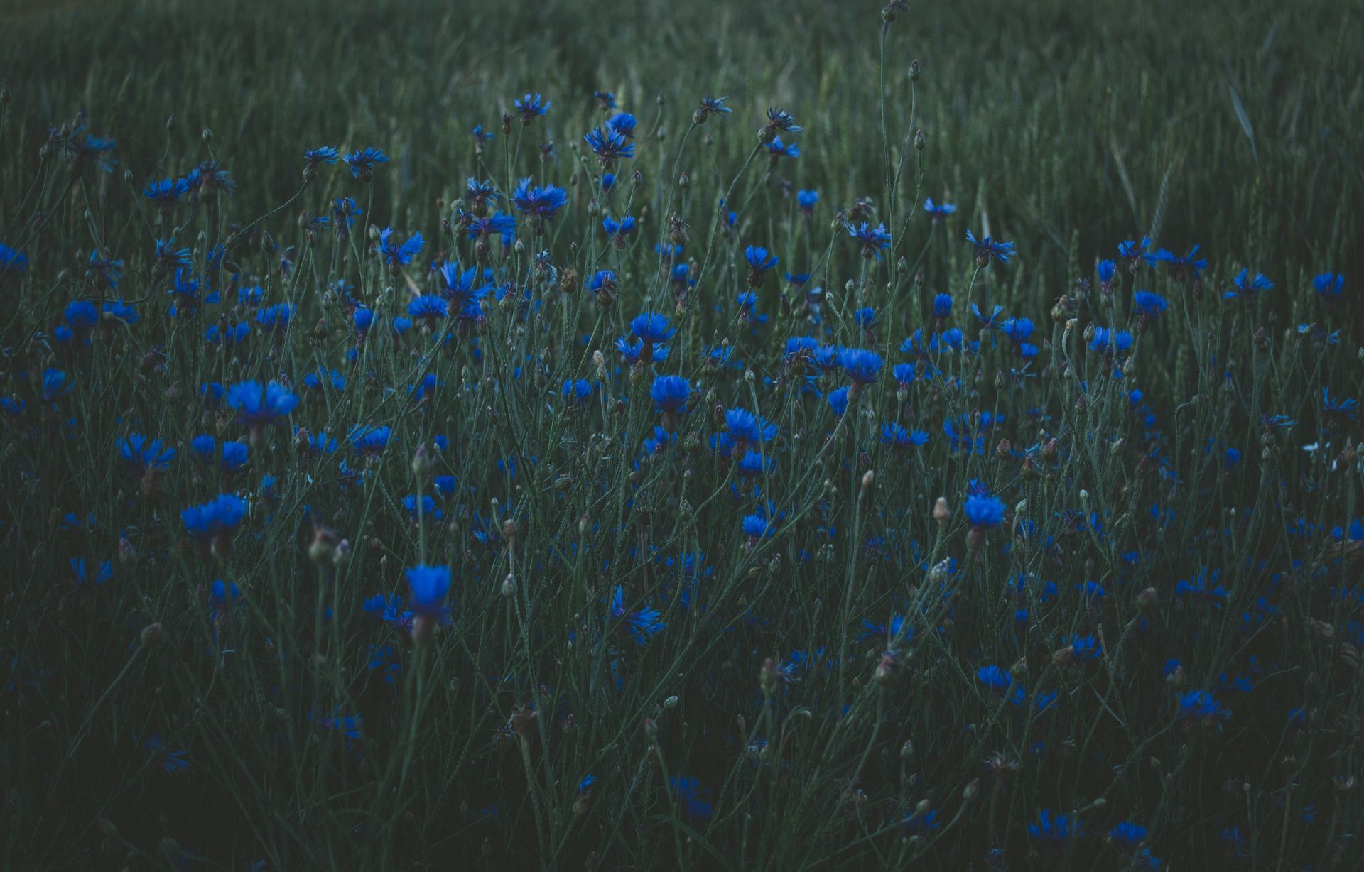 A field of blue flowers in the dark