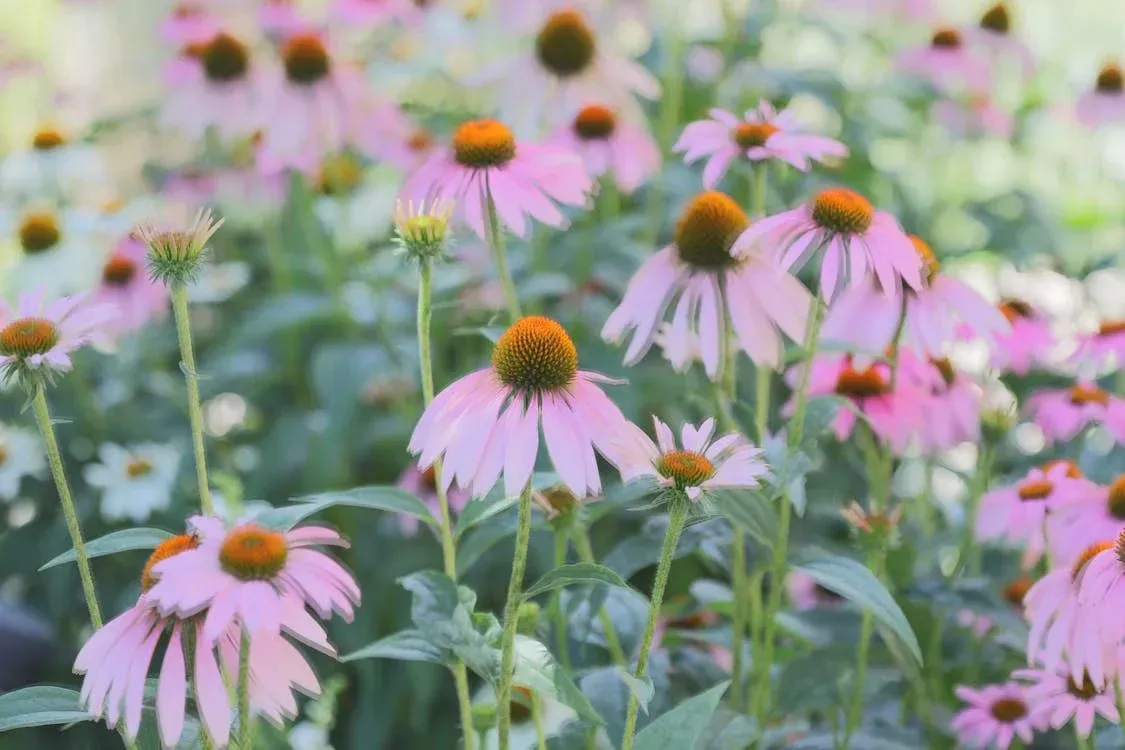 A bunch of pink flowers are growing in a garden.