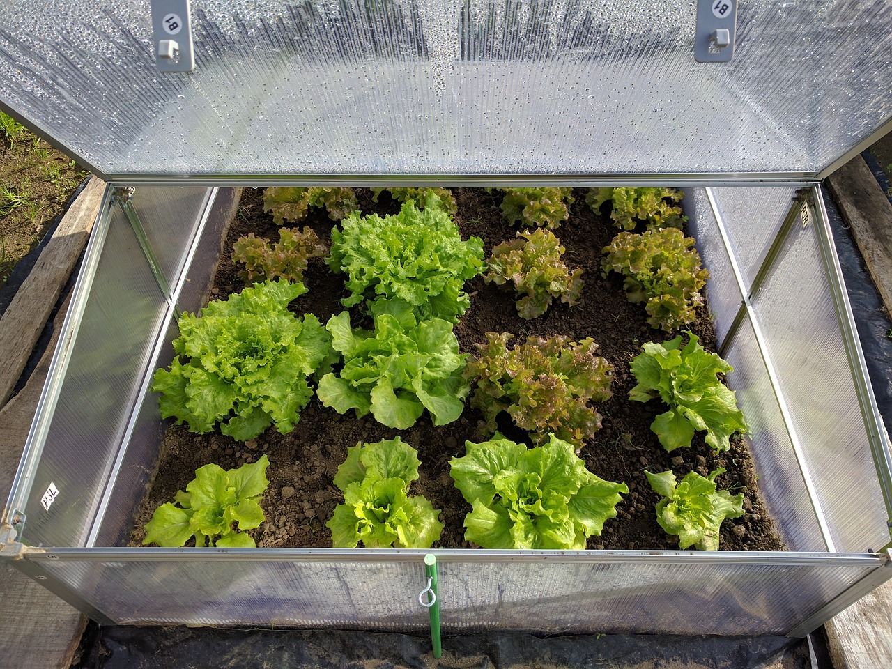 Lettuce