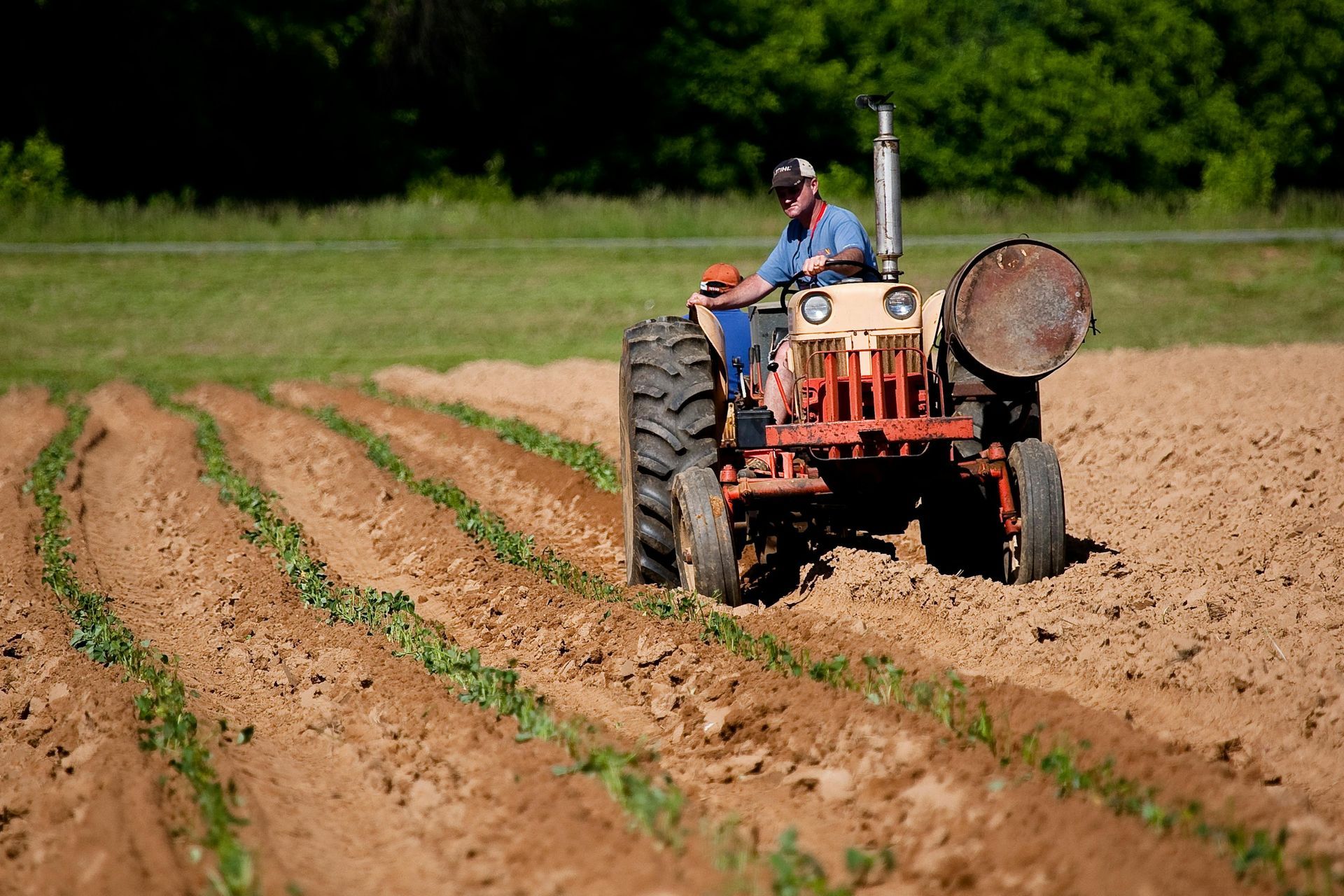 Farmer plowing a field with a vintage orange tractor, light brown soil, green plants in rows.