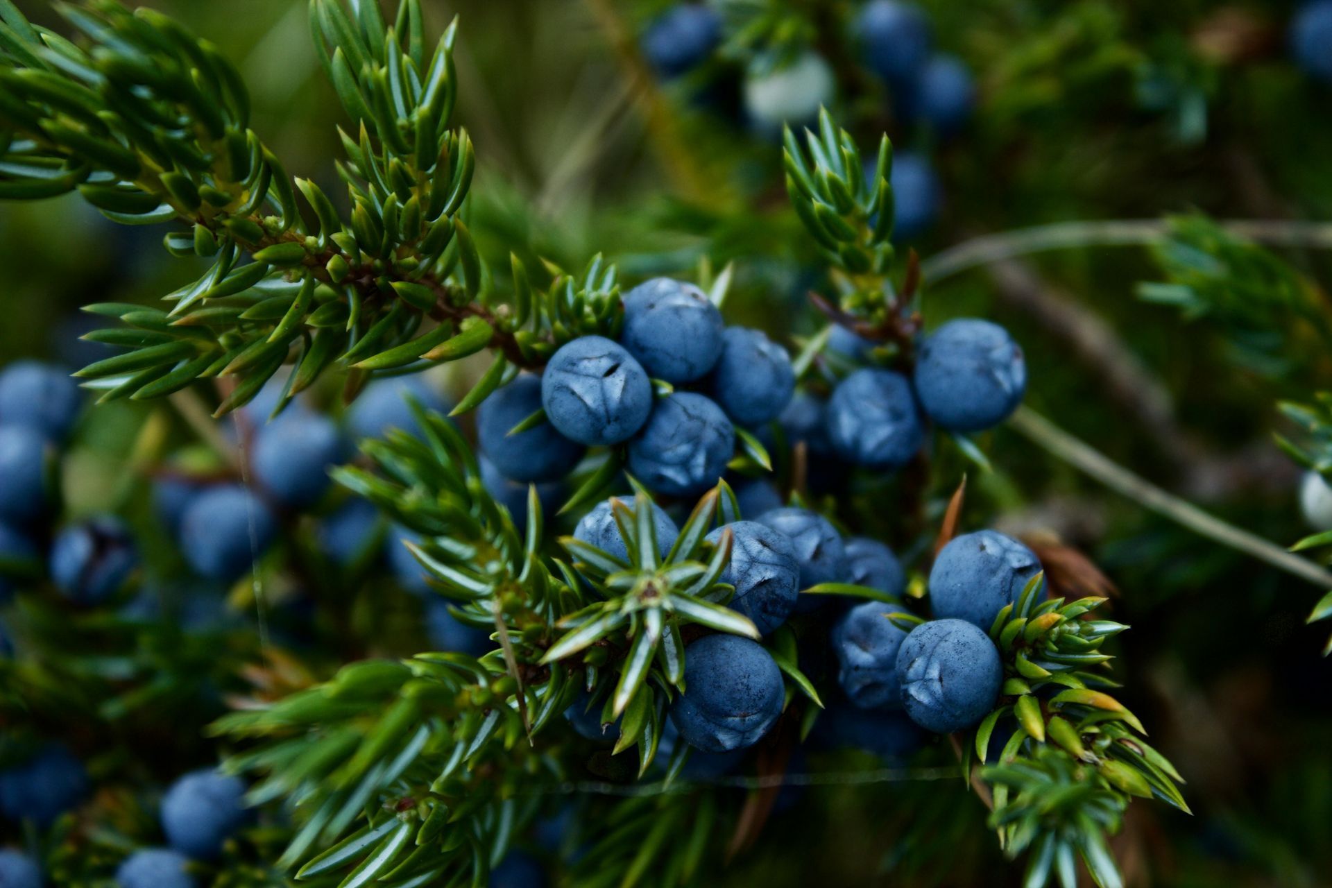A bunch of blue berries growing on a tree branch.