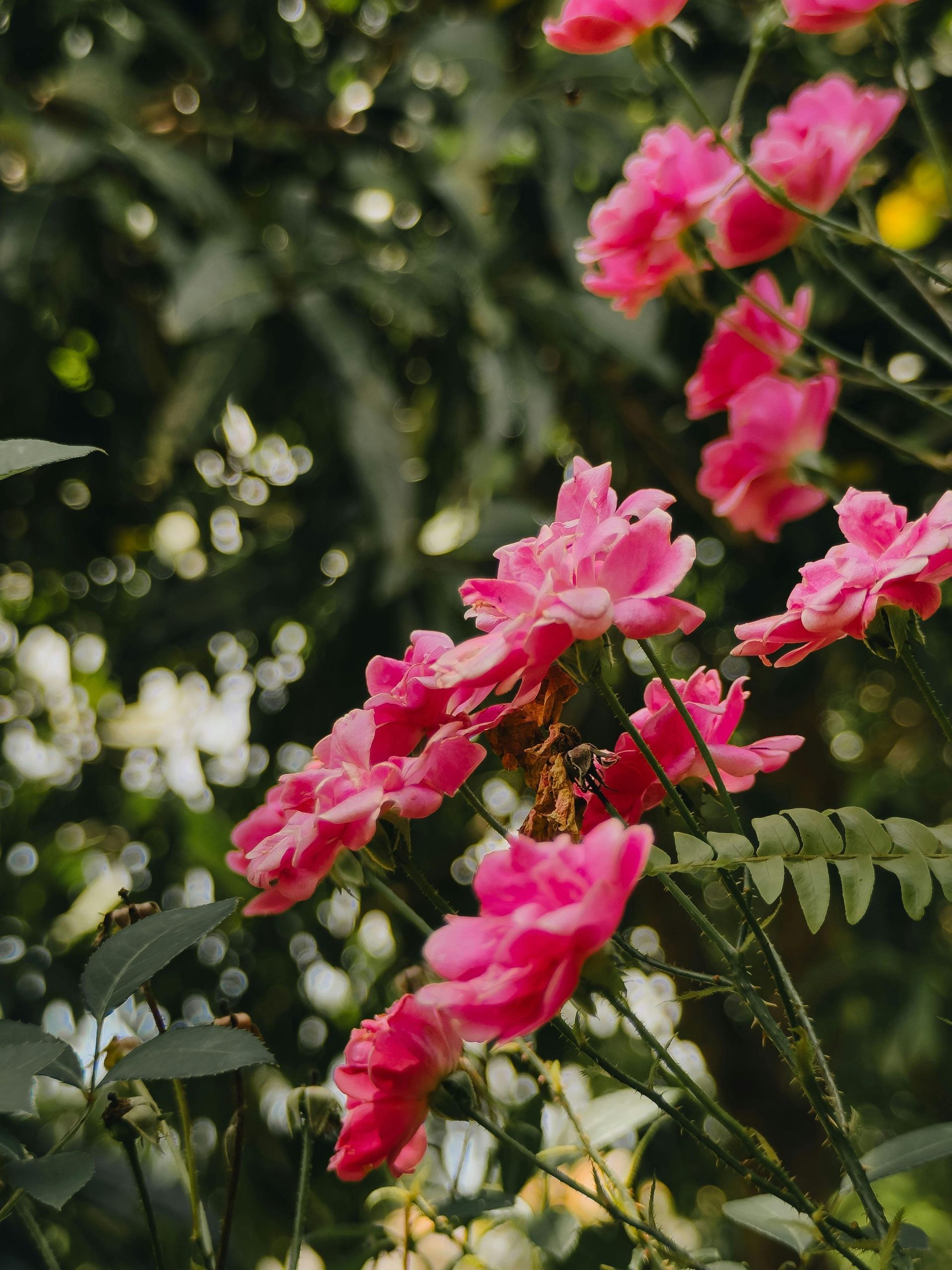 Pink roses in full bloom against a blurred background of green foliage.