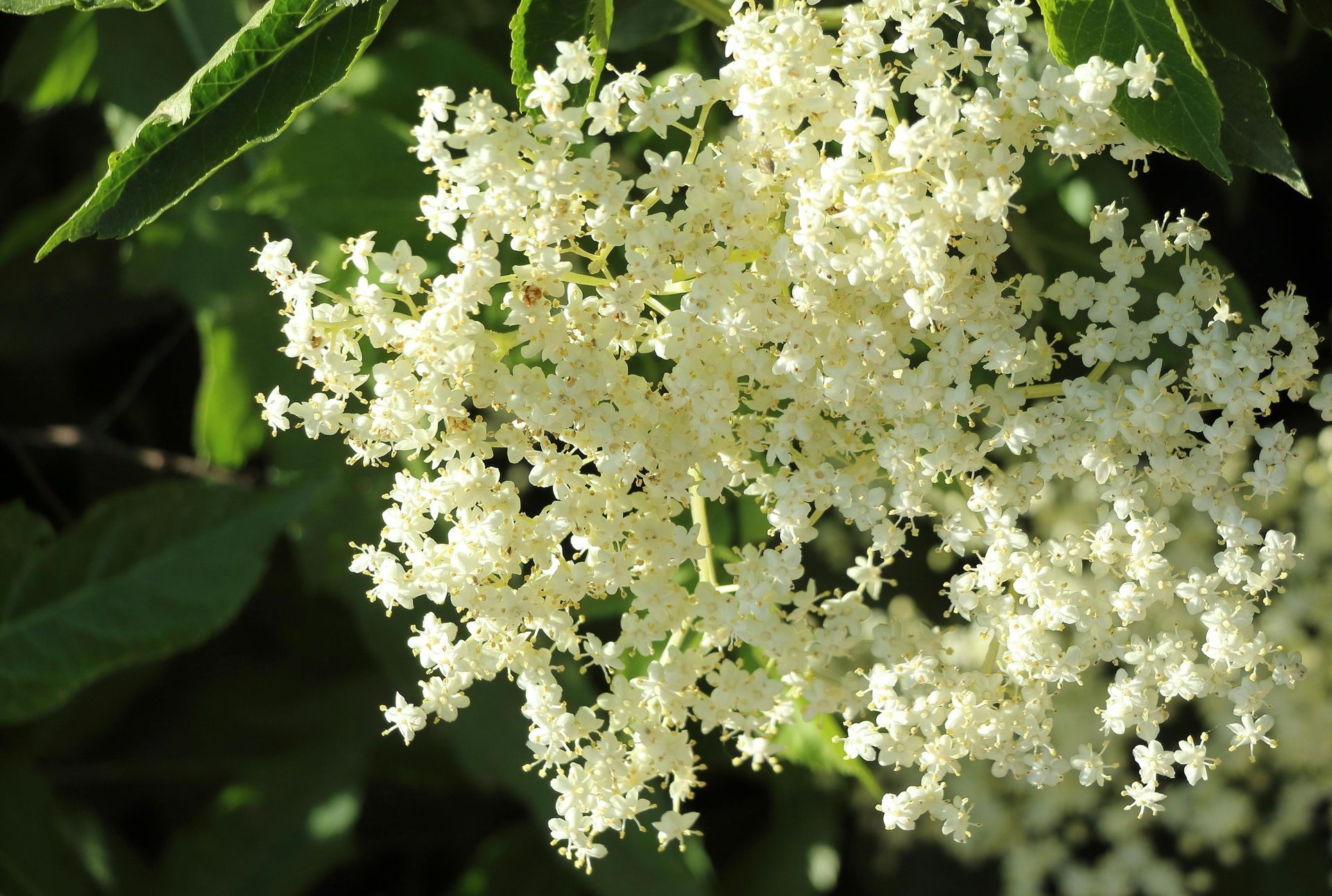 White elderflower blossoms cluster, surrounded by green leaves.