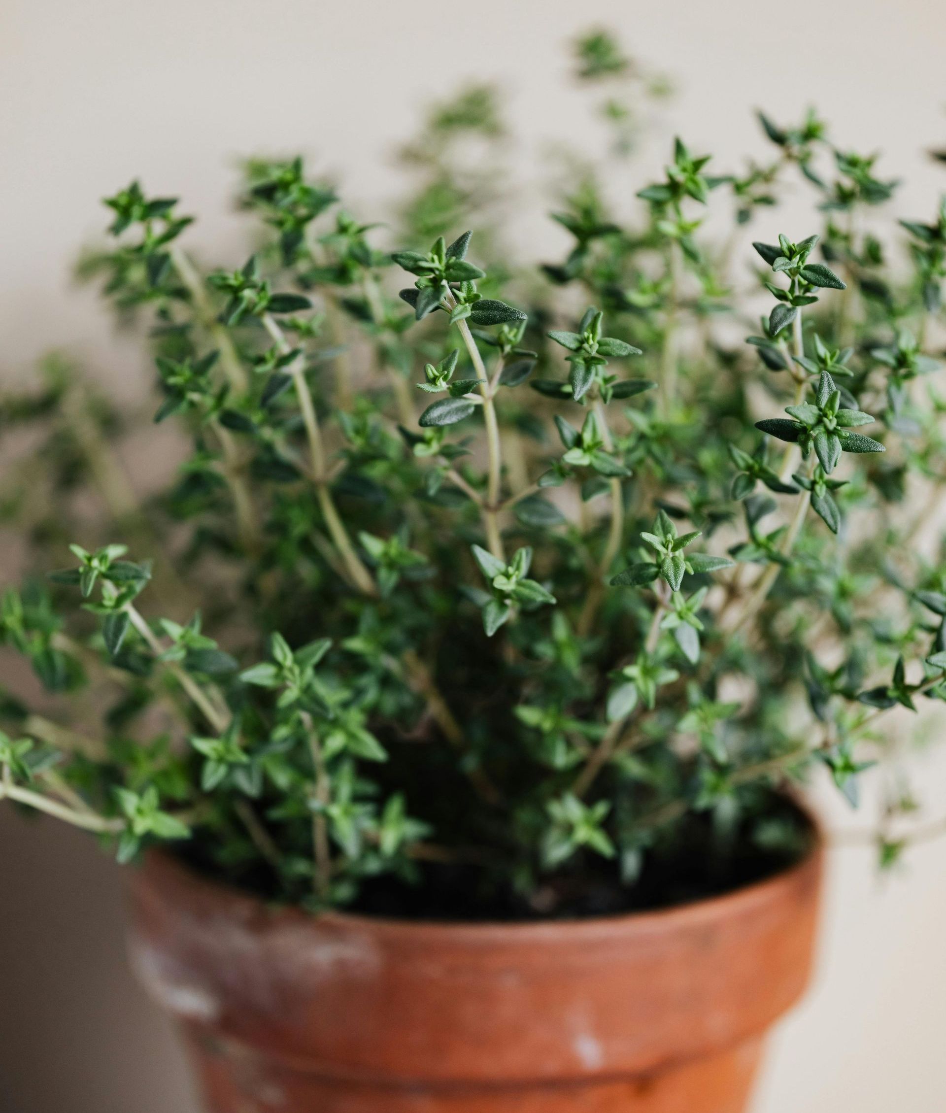 A potted plant of thyme is sitting on a table.