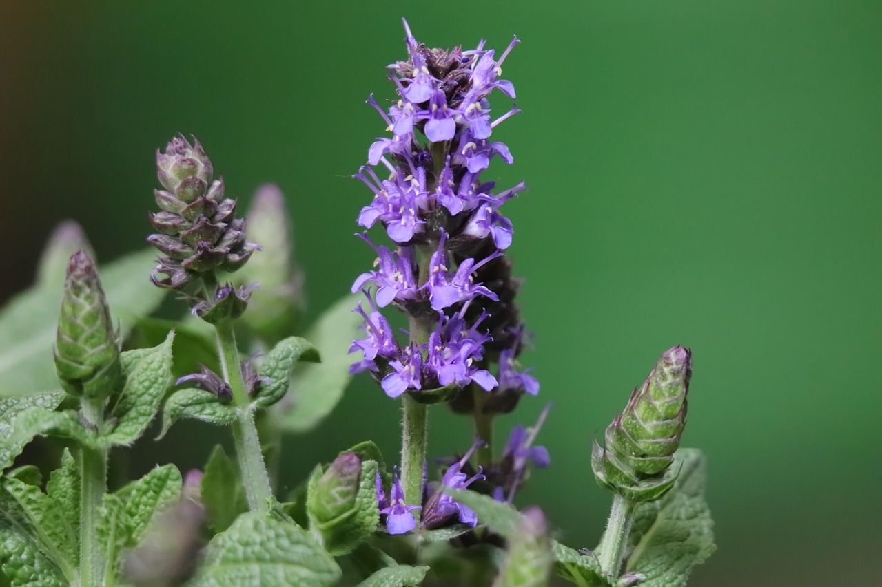 A close up of a purple flower with a green background.