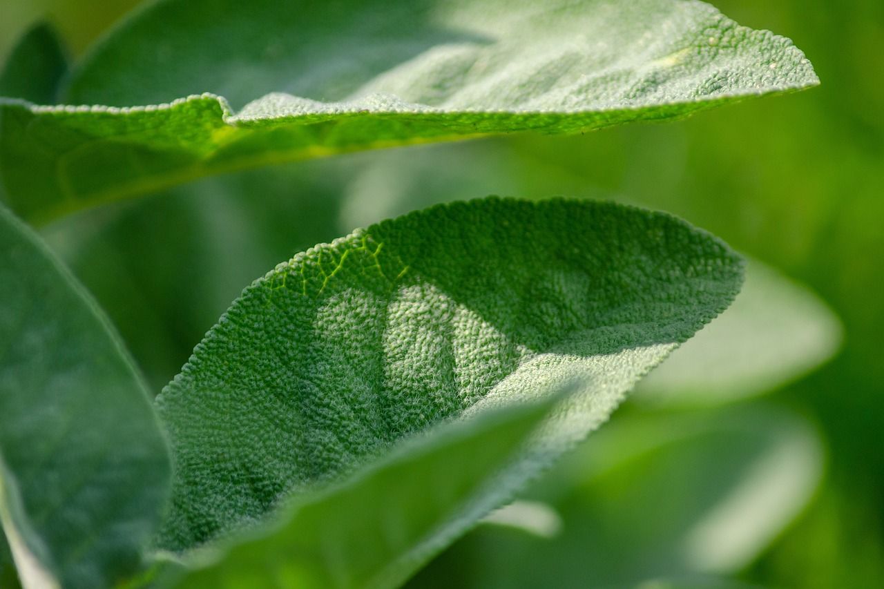 A close up of a green leaf on a plant.