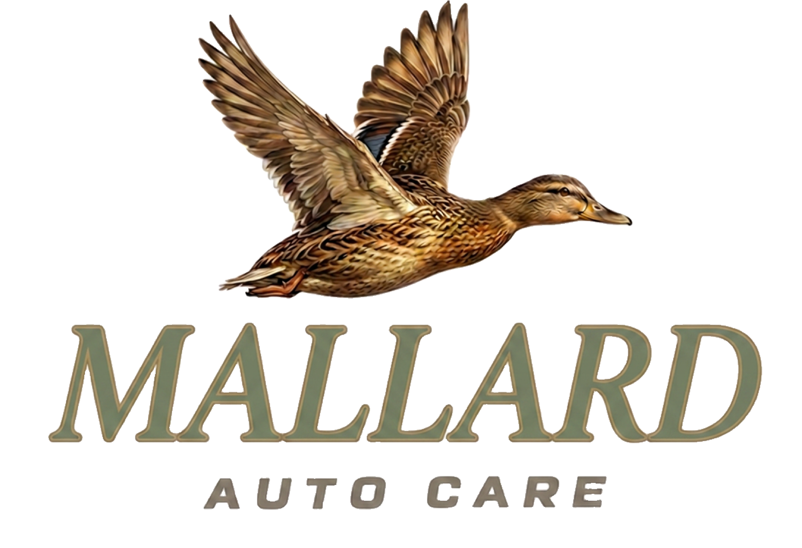 Logo for Mallard Auto Care: a duck in flight, text 