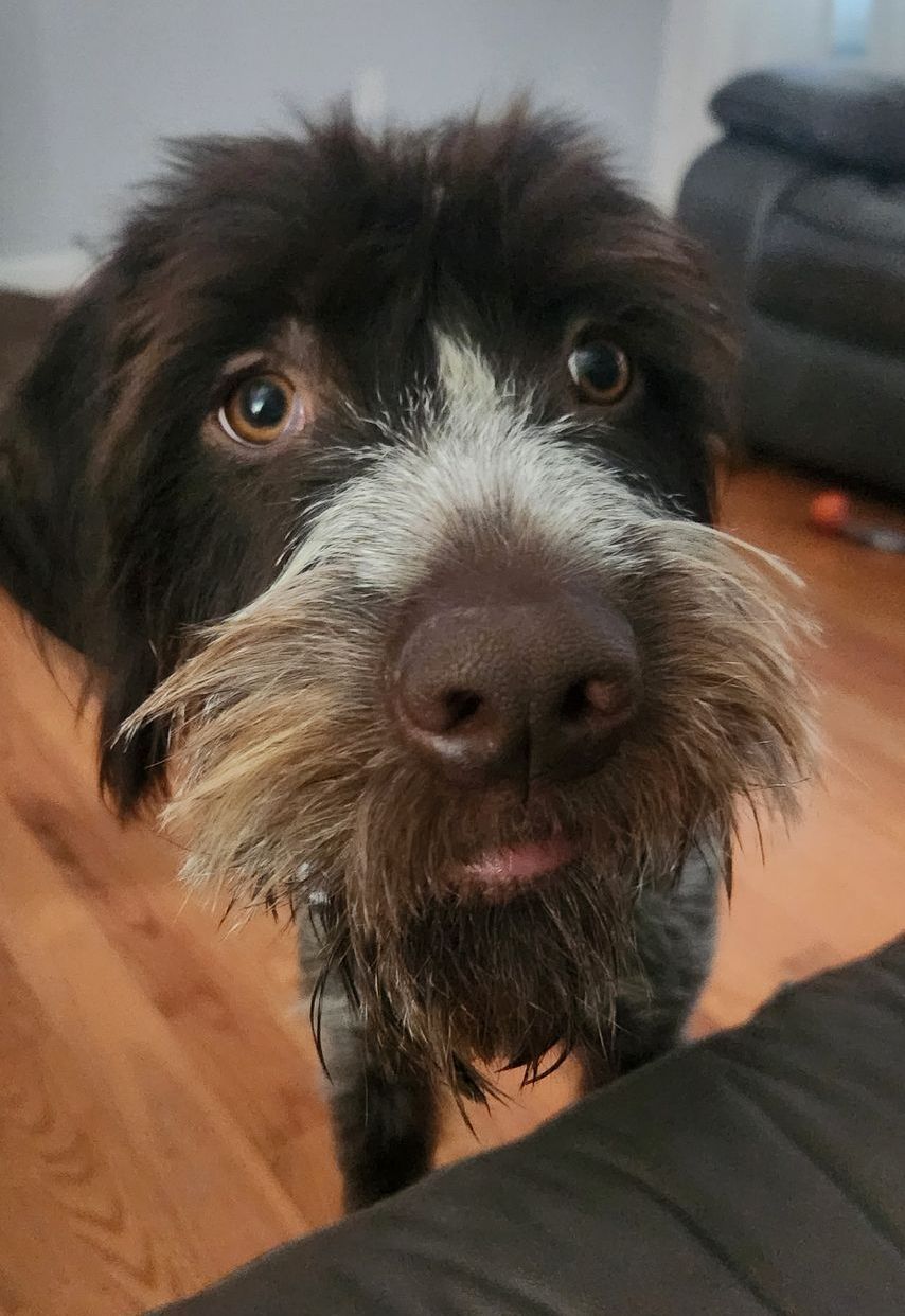 Sage Konosky, part of the chirodog team