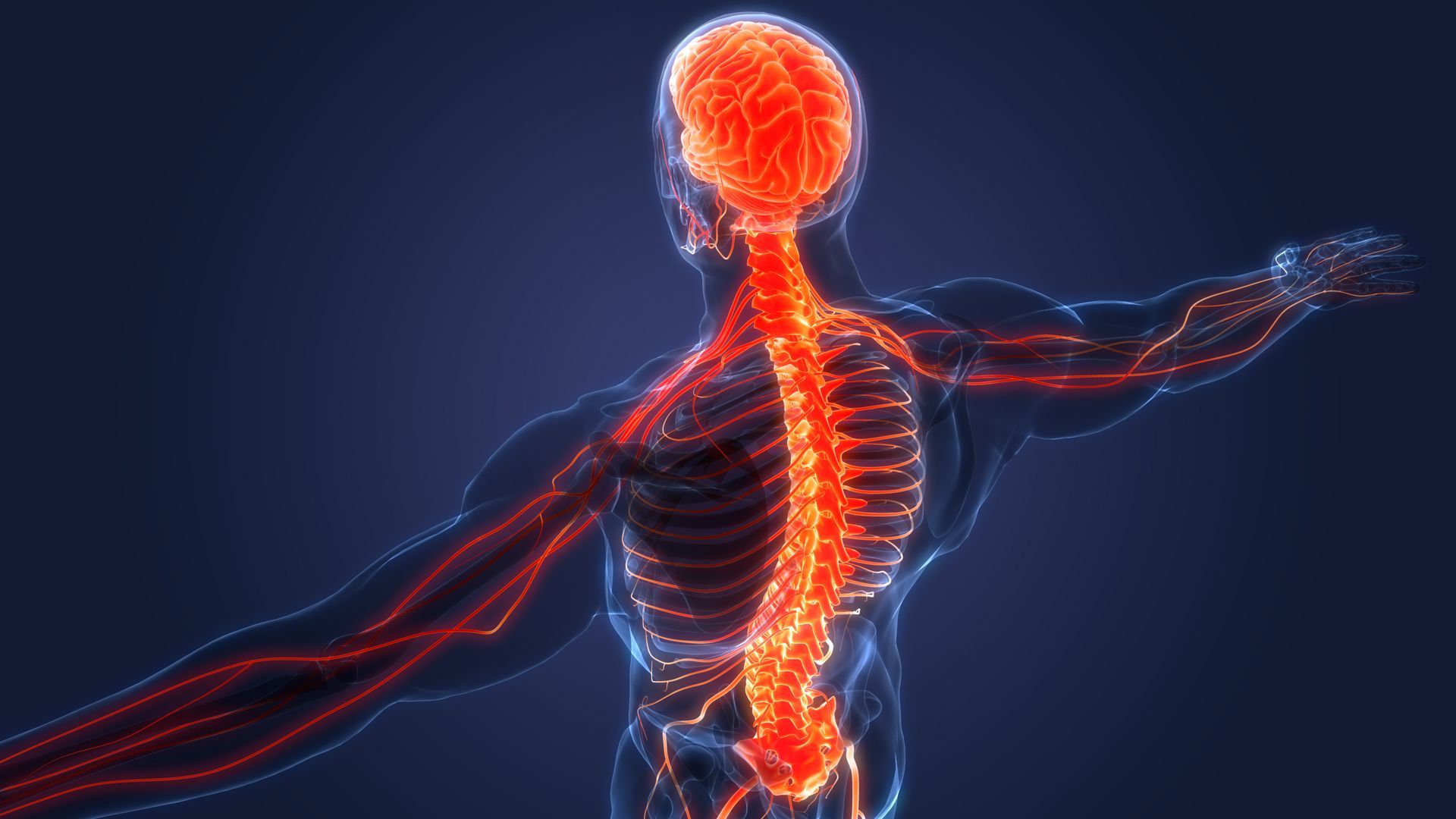 A visual representation of the human nervous system