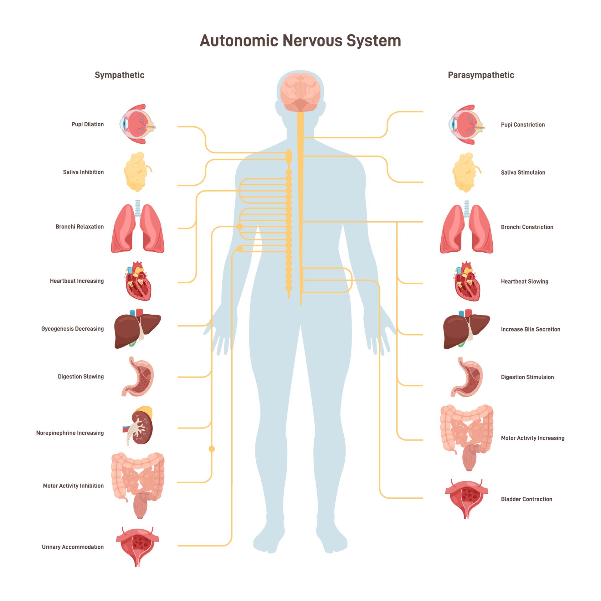 A diagram of the autonomic nervous system
