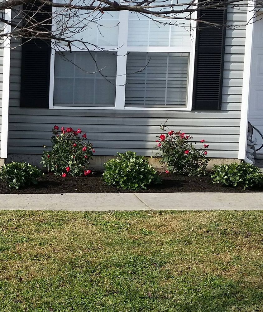 Gray siding with a window flanked by black shutters. Red rose bushes and green shrubs sit in dark mulch in front.