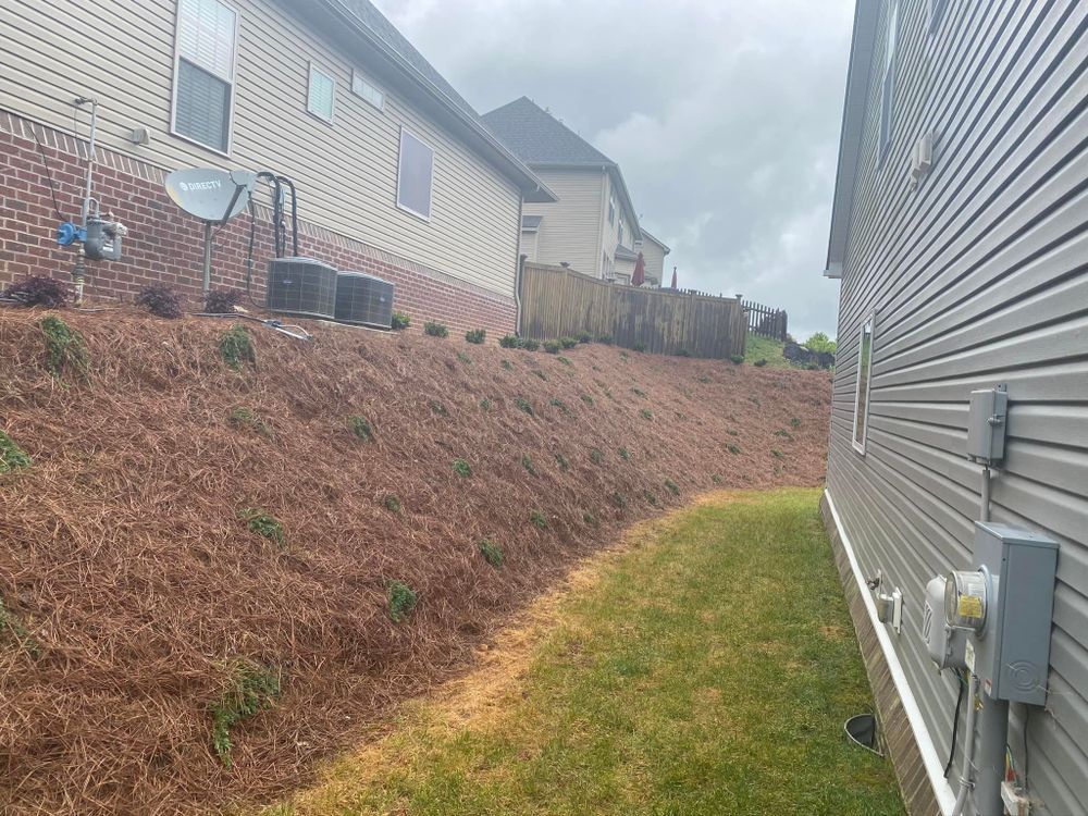 A grassy yard next to a house with a sloped hill covered in pine straw. Another house is visible in the background.