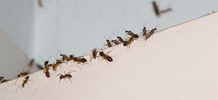 A group of ants crawling along a white surface near a wall.
