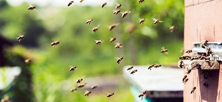 Bees swarm around a wooden beehive entrance, with a blurred green background.