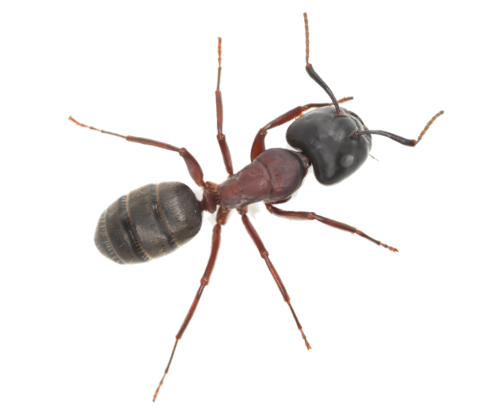 Ant Pest Control Company in Howard Beach, NY