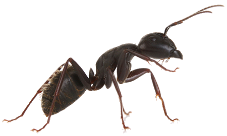 Black ant with antennae and legs, against a white background.