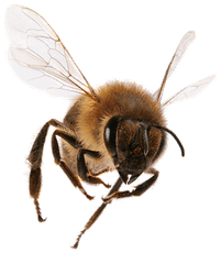 Howard in Beach, NY Bee Pest Control