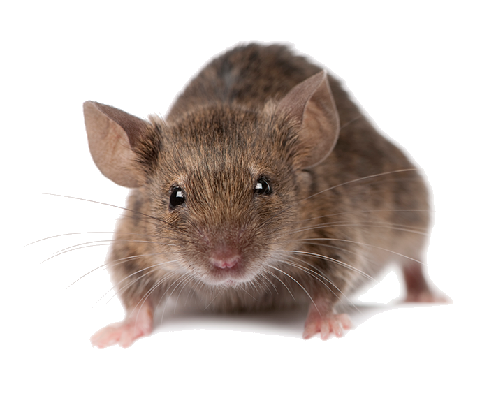 Rodent Pest Control Company in Howard Beach, NY