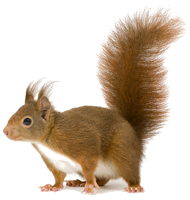 Red squirrel with a fluffy tail, standing against a white background.
