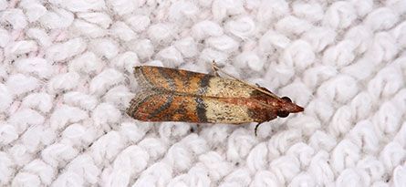Brown and tan moth on white knitted fabric.